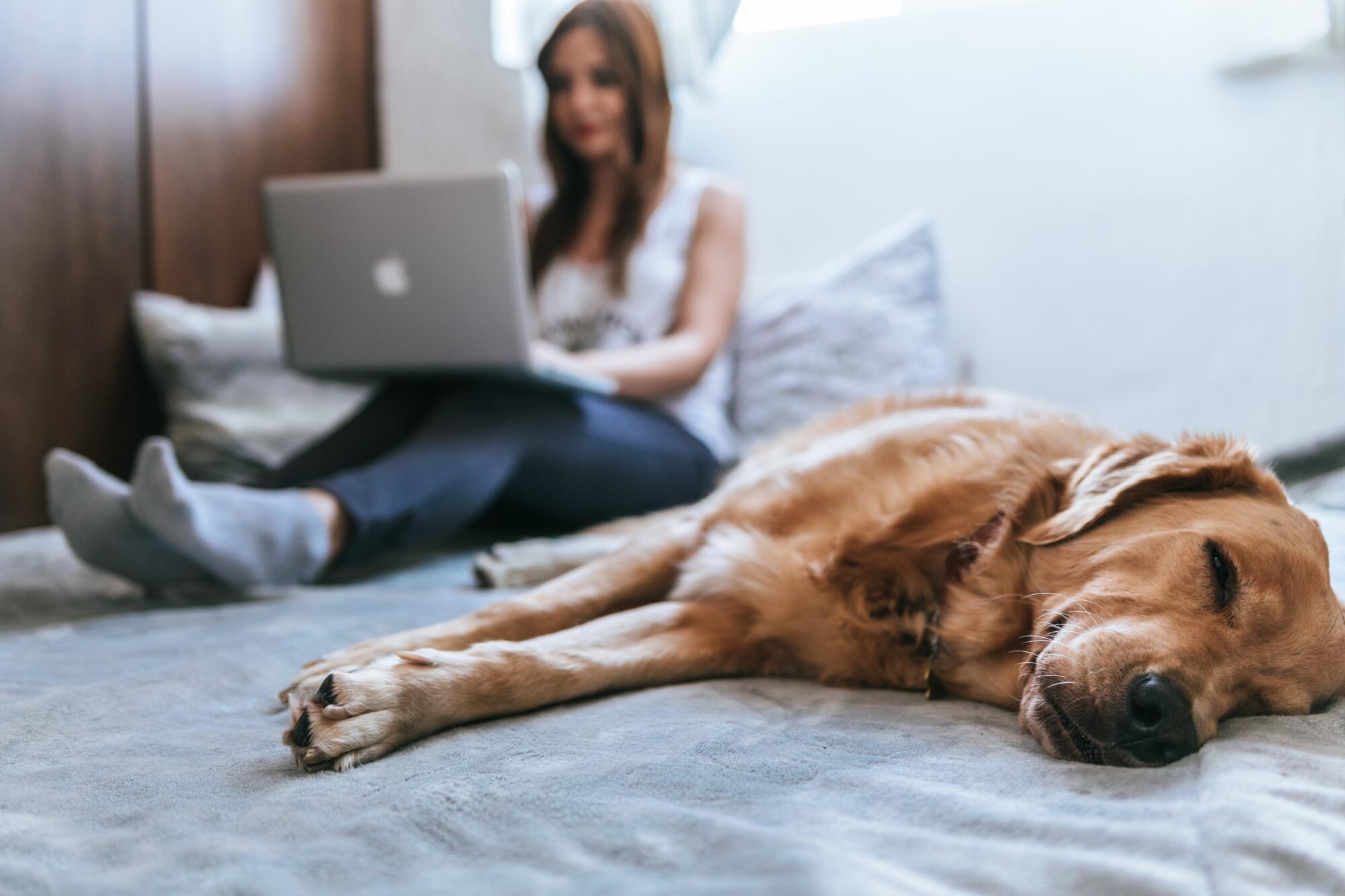 Pros and Cons of Allowing Pets in Your Boston Rental Property